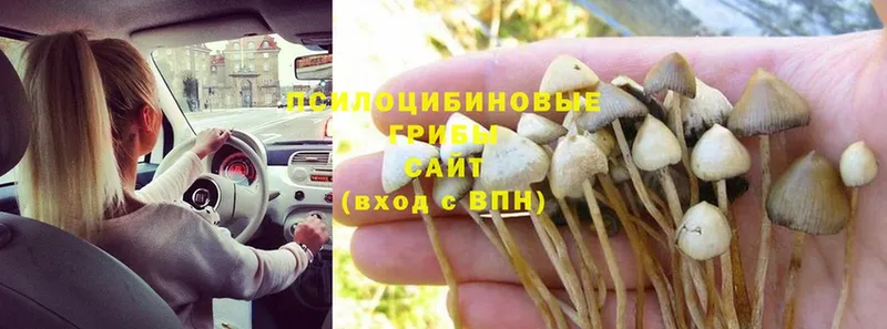 Псилоцибиновые грибы MAGIC MUSHROOMS  купить наркотики сайты  Киреевск 